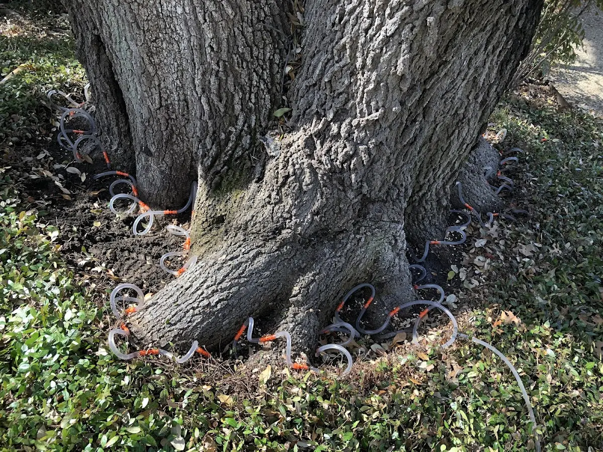 Detailed Tree Cabling and Bracing job site in Moffit