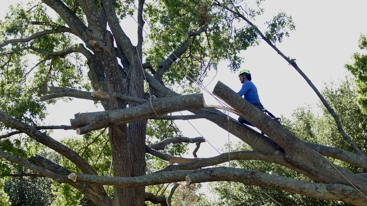 Professional Crown Thinning performed by certified arborists in Moffit
